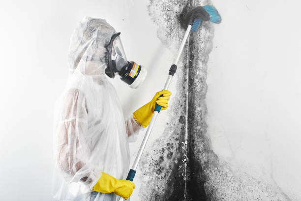 Best Airborne Mold Testing  in Watervliet, MI