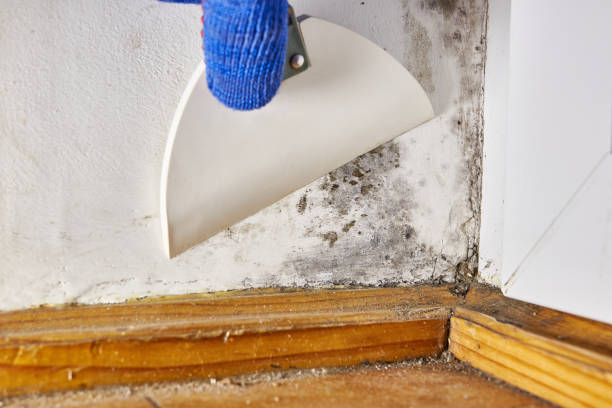 Best Biohazard Mold Removal  in Watervliet, MI