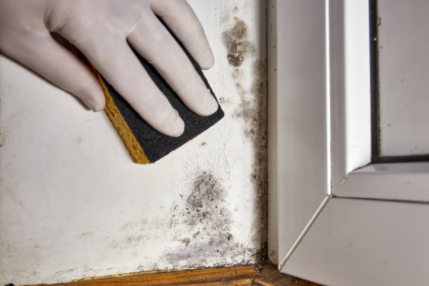 Best Water Damage & Mold Remediation  in Watervliet, MI